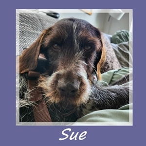 Sue