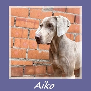 Aiko