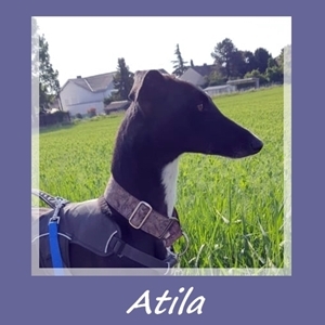 Atila