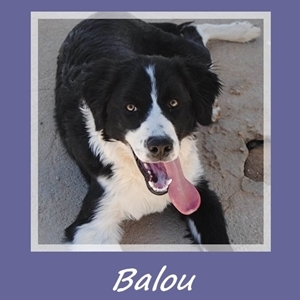 Balou