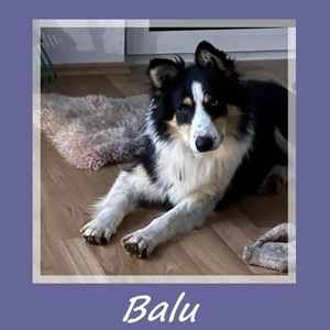 Balu