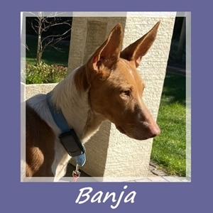 Banja