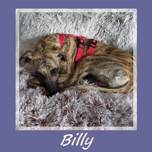 Billy