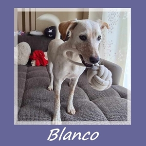 Blanco