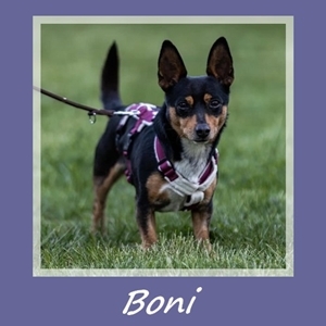 Boni