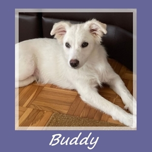 Buddy