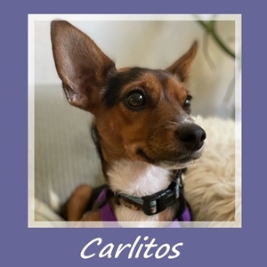 Carlitos