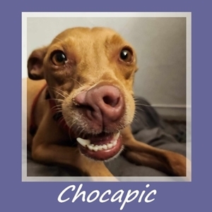 Chocapic