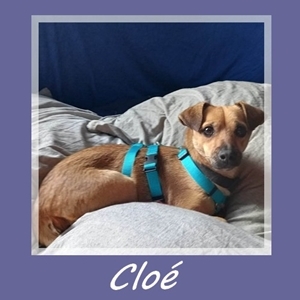 Cloe