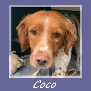 Coco