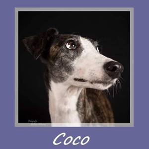 Coco2