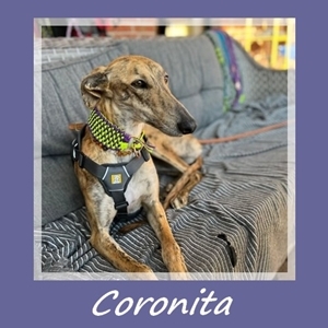 Coronita