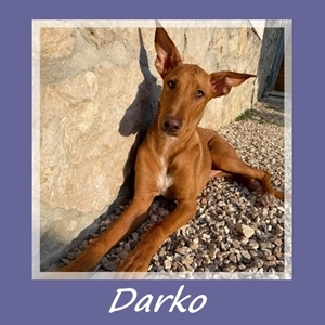 Darko