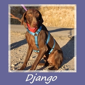 Django