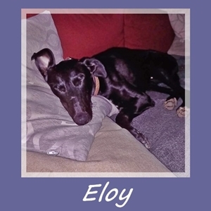 Eloy