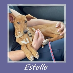 Estelle