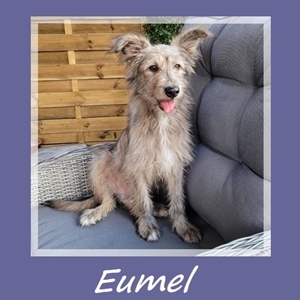 Eumel