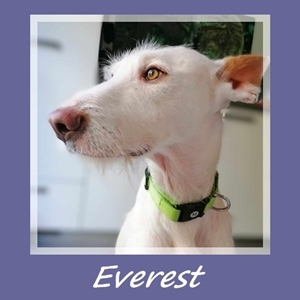 Everest