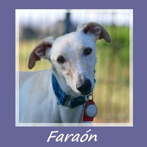 Faron