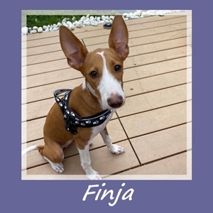 Finja