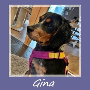 Gina