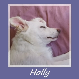 Holly