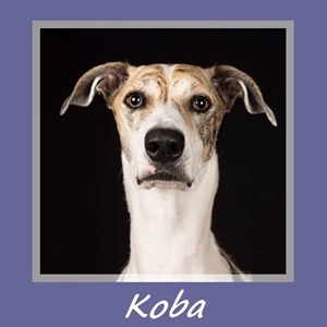 Koba