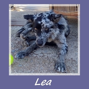 Lea