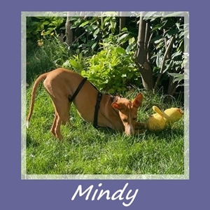 Mindy