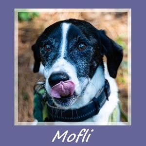 Mofli