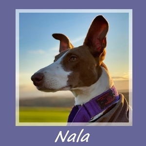 Nala