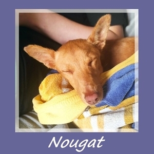 Nougat