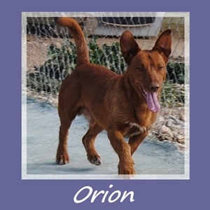 Orion