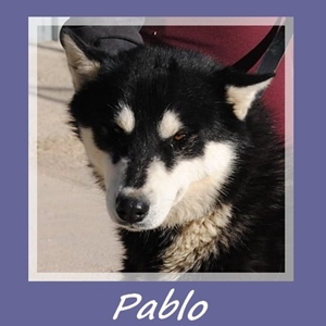 Pablo