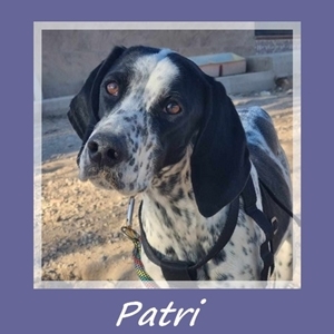 Patri