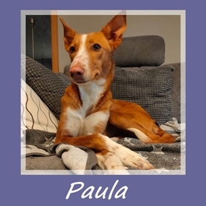 Paula