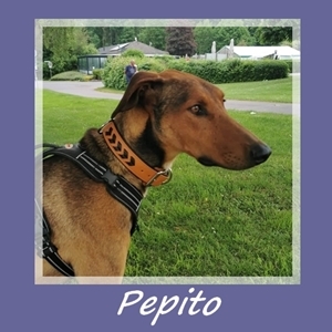 Pepito