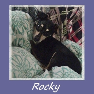 Rocky