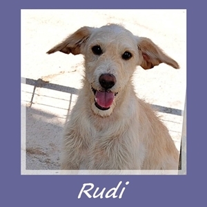 Rudi