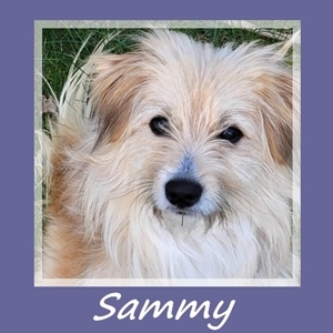 Sammy