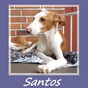 Santos