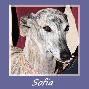 Sofia