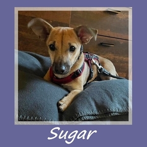 Sugar