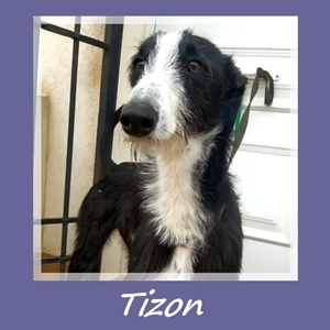 Tizon