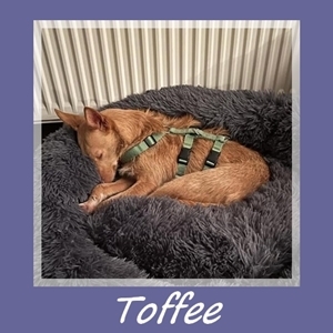 Toffee