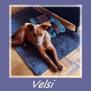 Velsi